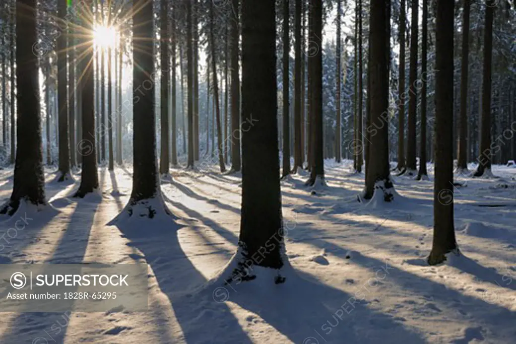 Forest in Winter, Odenwald, Hesse, Germany