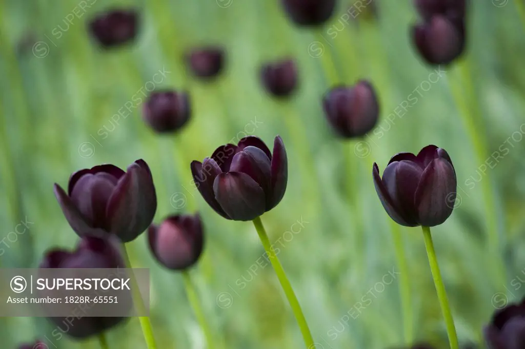 Field of Queen of Night Tulips