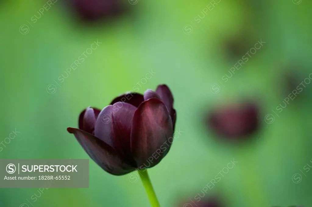 Close-up of Queen of Night Tulip