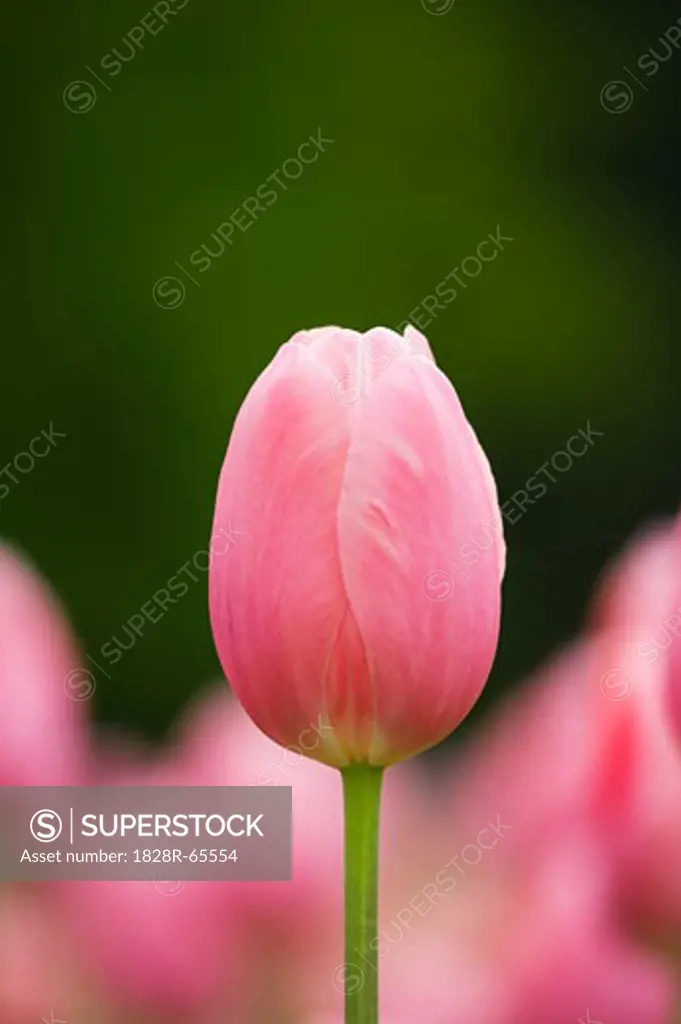 Close-up of Menton Tulip