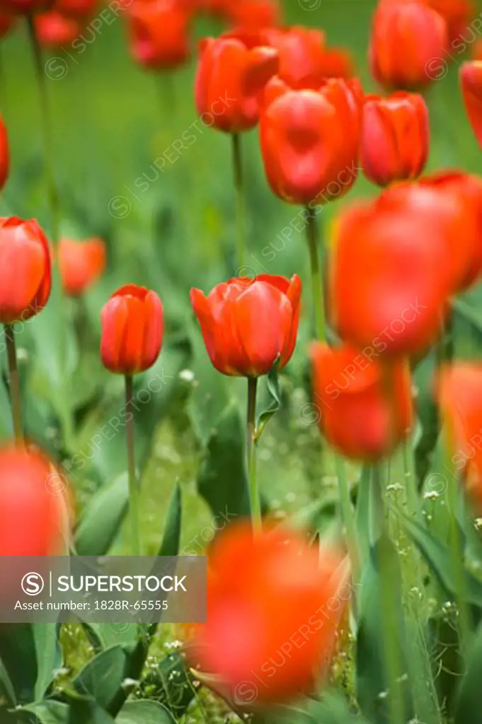 Field of Oranjezon Tulips