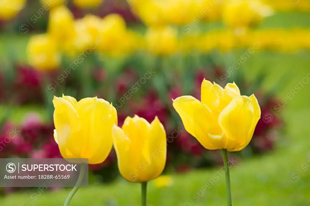 Close-up of Yellow Tulips