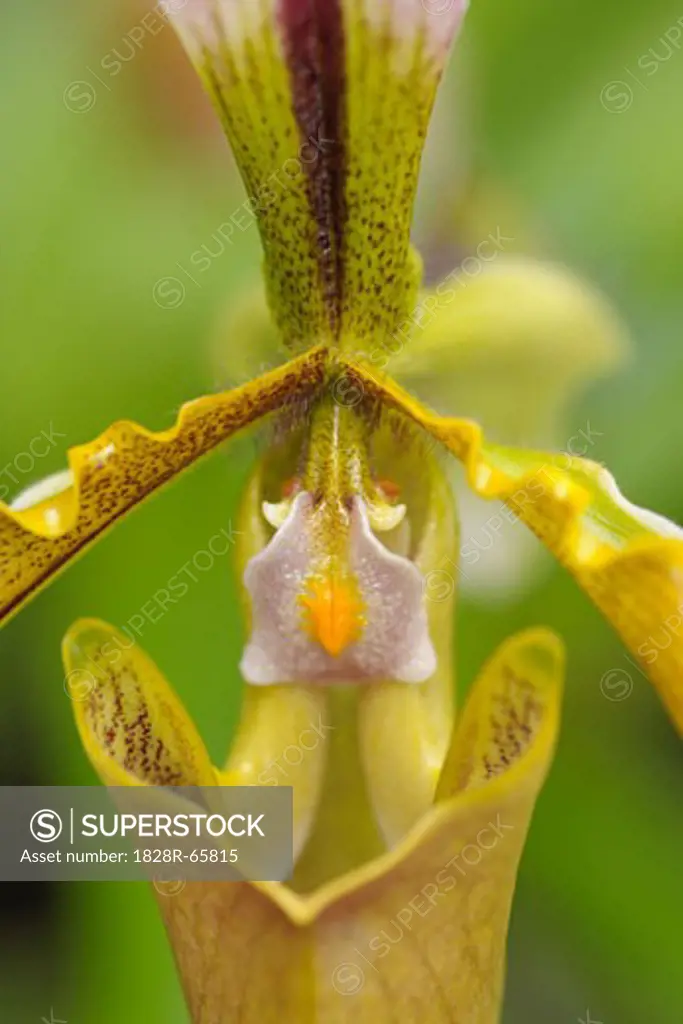 Clsoe-up of Lady's Slipper Orchid