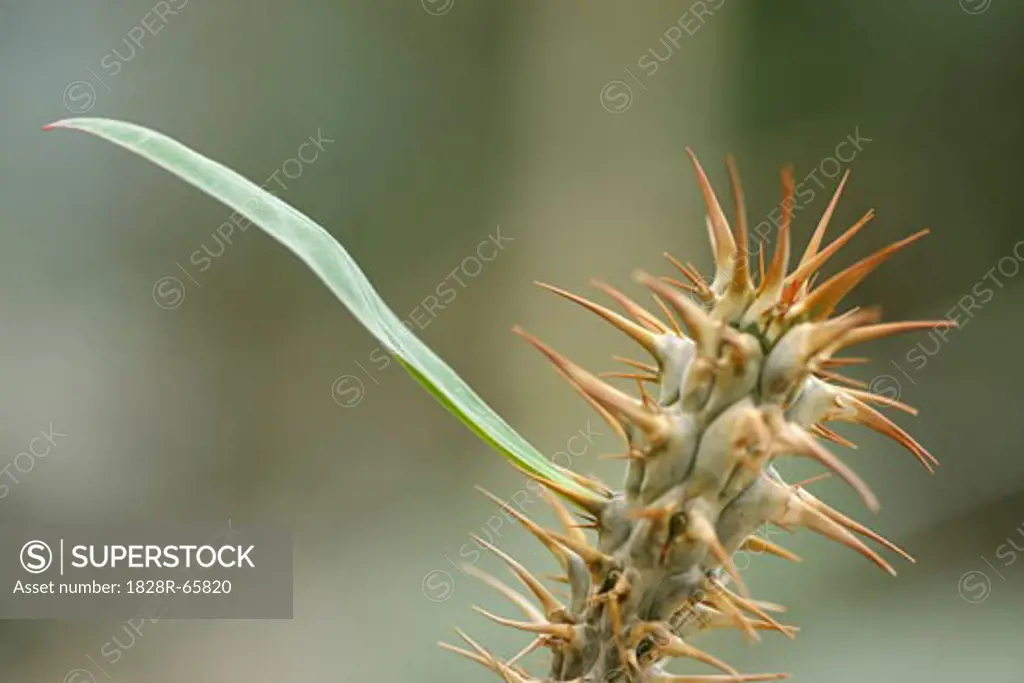 Close-up of Cactus With Leaf