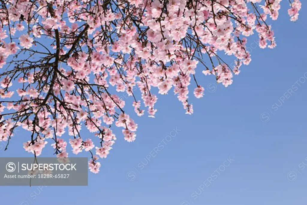 Looking Up at Almond Blossoms