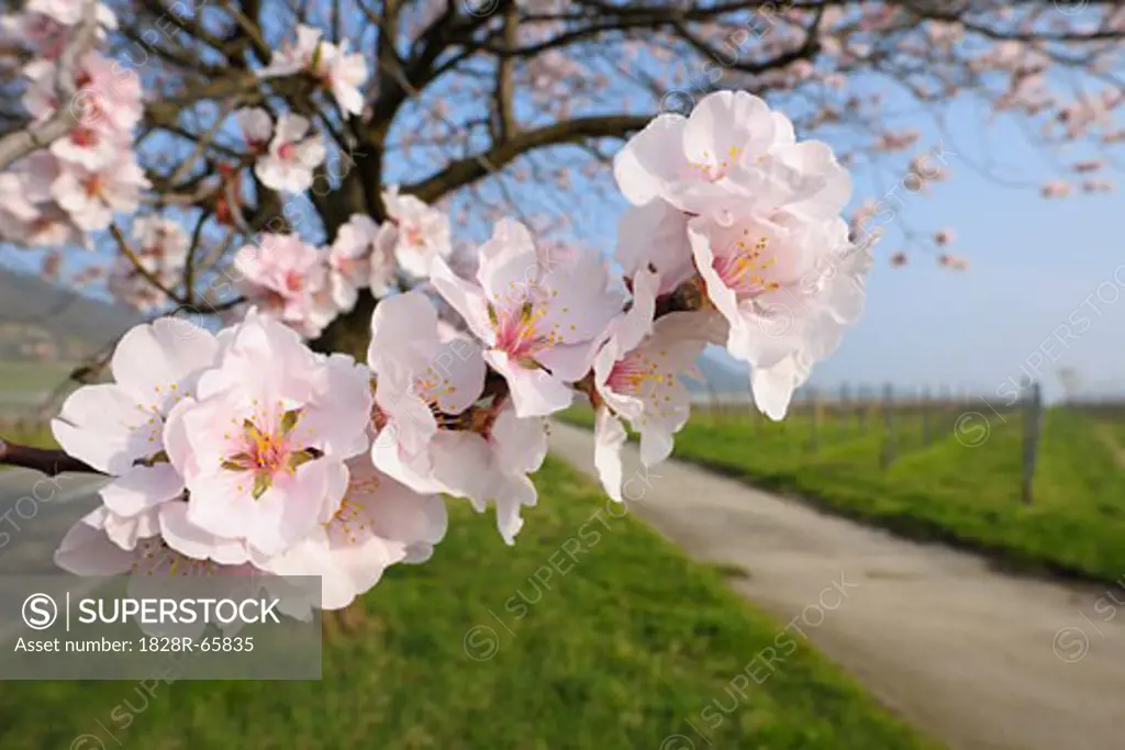 Almond Blossoms Along Path in Spring, Gimmeldingen, Rhineland-Palatinate, Germany