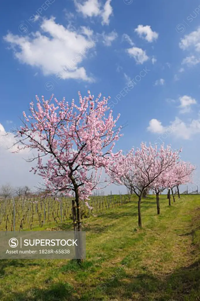 Almond Trees by Vineyard, Gimmeldingen, Rhineland-Palatinate, Germany