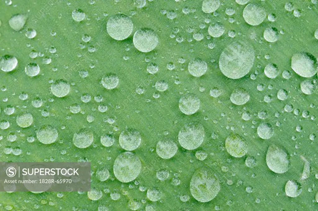 Water Drops on Tulip Leaf