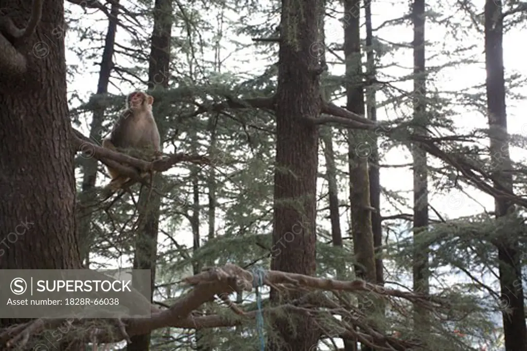 Moneky Sitting in a Tree, McLeod Ganj, Dharamshala, Himachal Pradesh, India