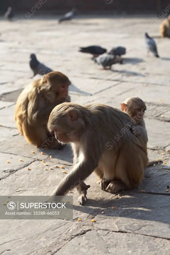 Monkeys at Monkey Temple, Kathmandu, Nepal