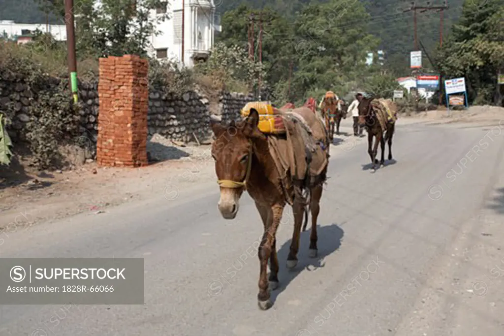 Donkeys Walking on the Street in Rishikesh, Uttarakhand, India