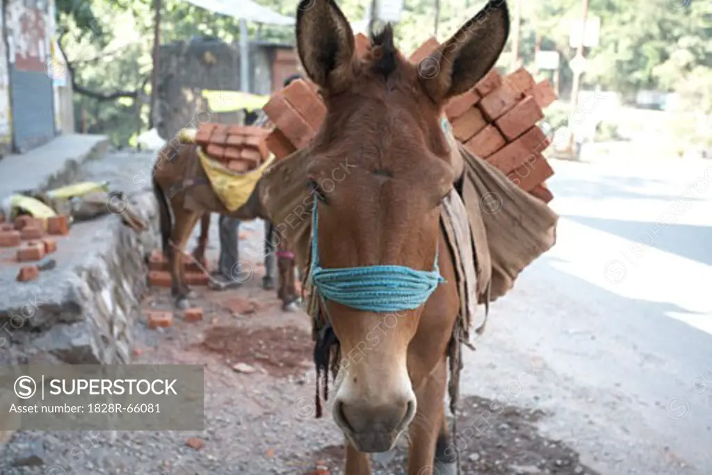 Donkeys Carrying Bricks, Rishikesh, Uttarakhand, India