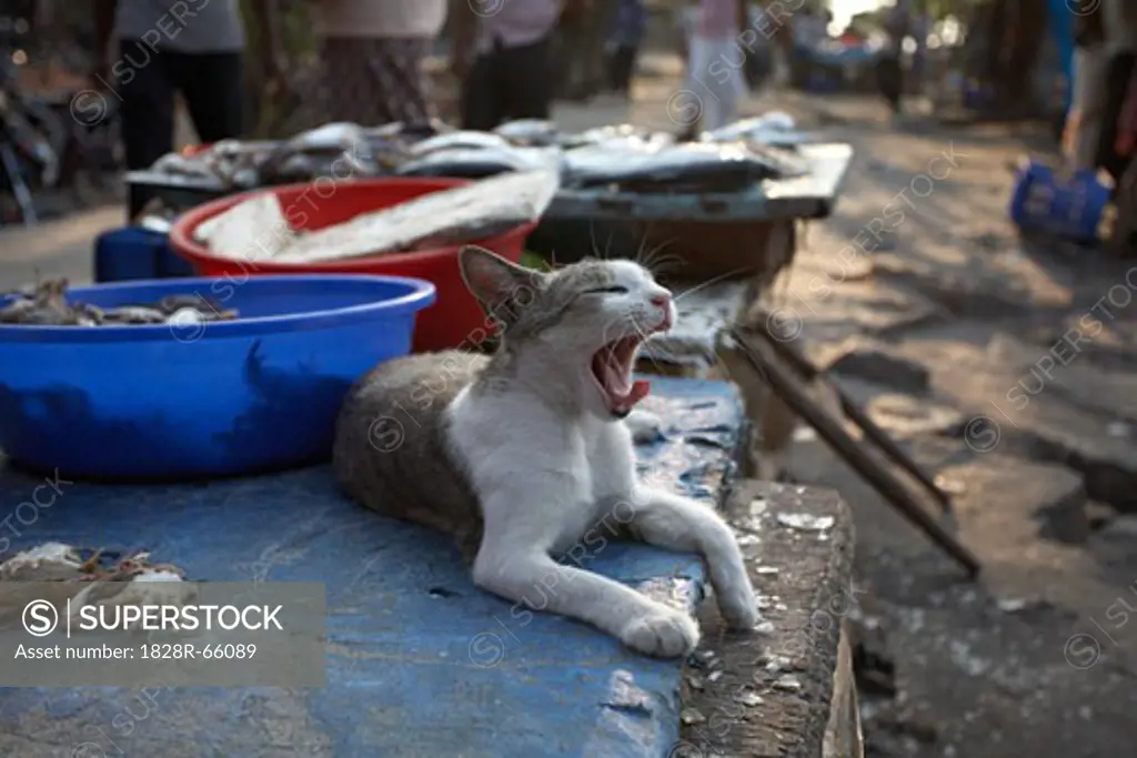 Cat Yawning, Kochi, Kerala, India