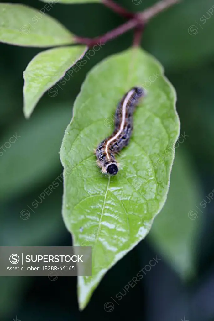 Monarch Caterpillar on Lilac Tree