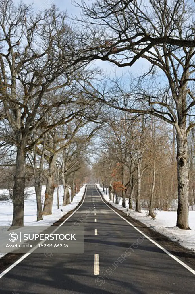Tree-lined Road in Winter, Near Beuron, Baden-Wuerttemberg, Germany