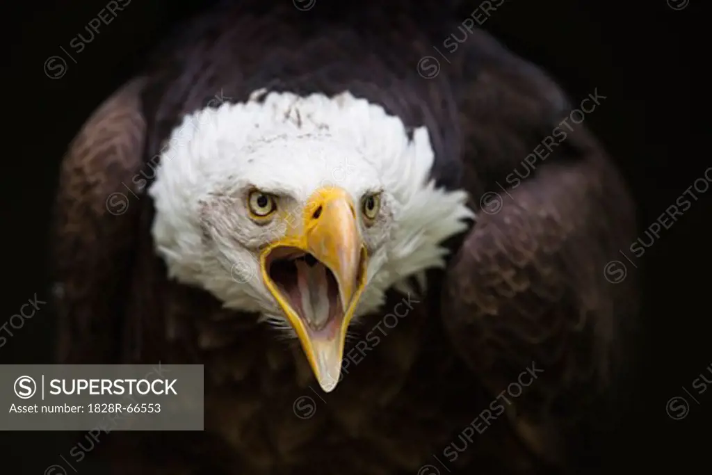 Close-Up of Bald Eagle