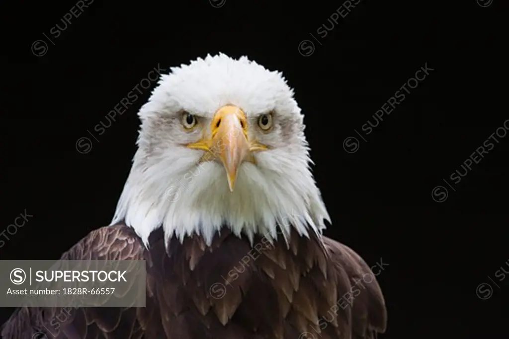 Close-Up of Bald Eagle
