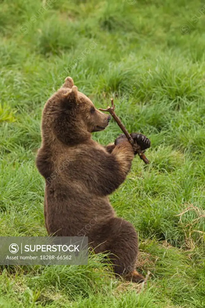 Brown Bear in Field