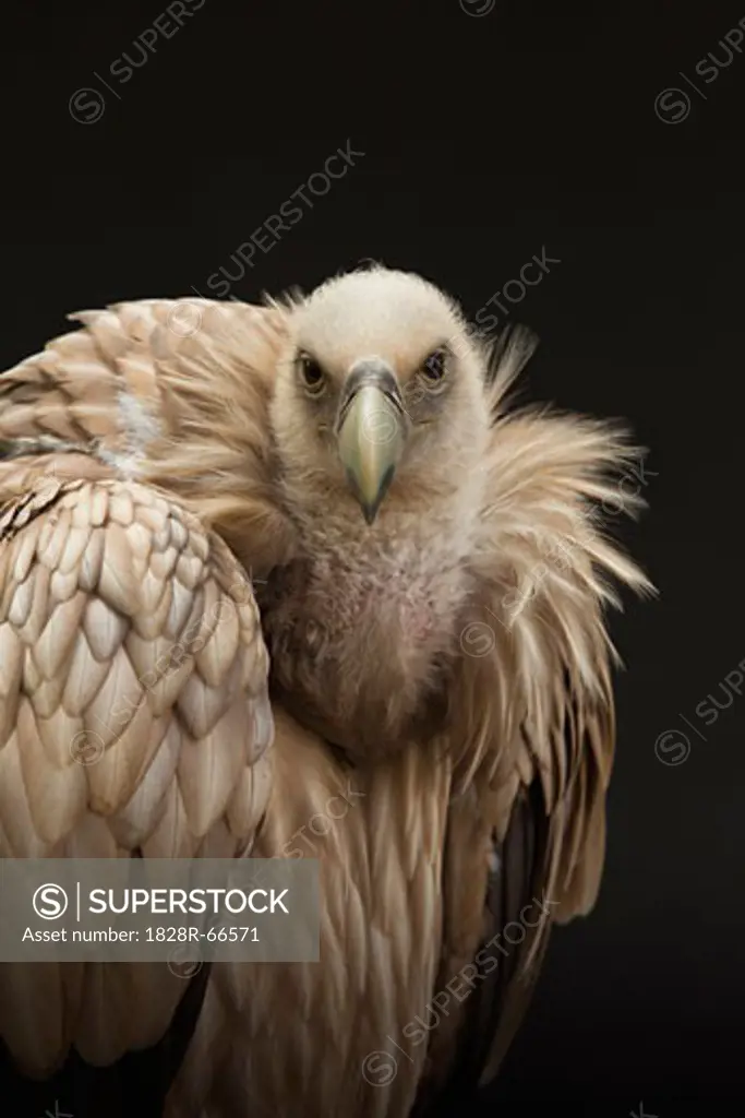 Portrait of Himalayan Griffon Vulture