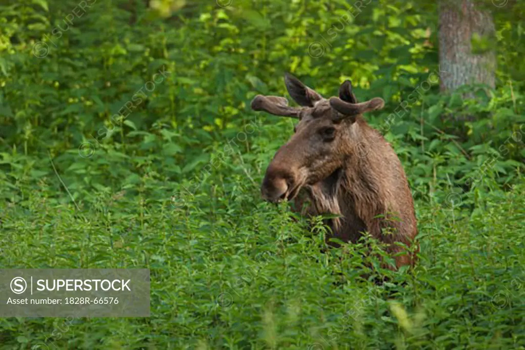 European Elk in the Wild