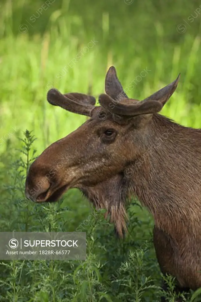 Portrait of European Elk