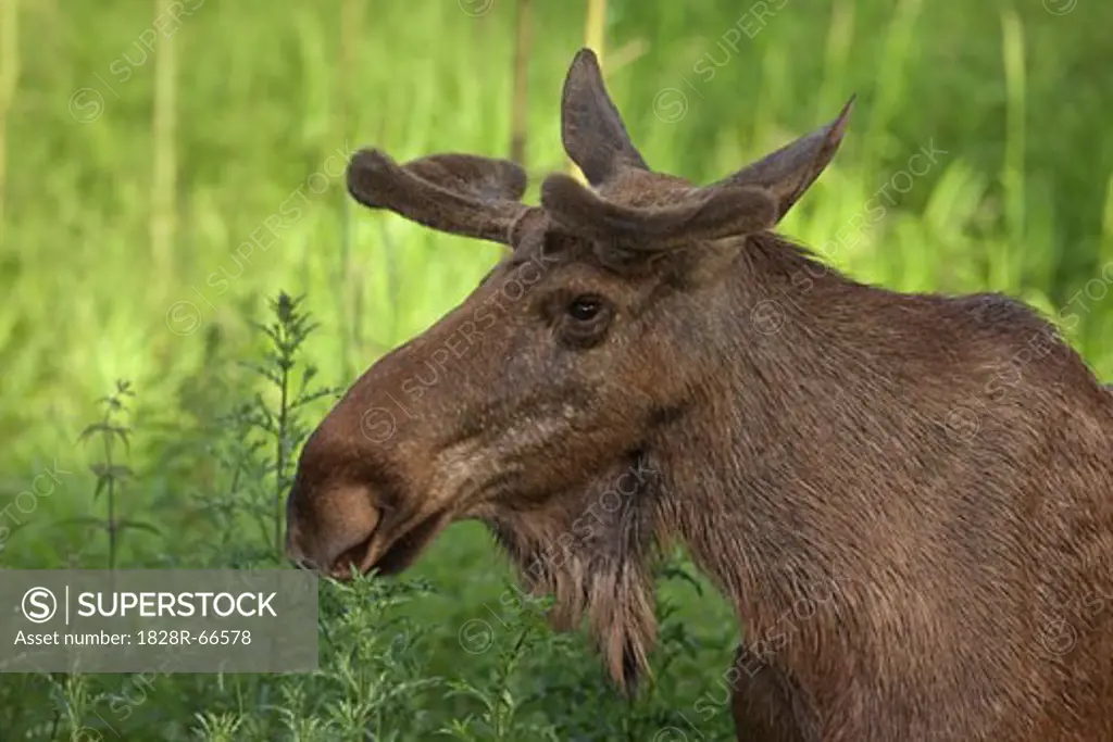Portrait of European Elk