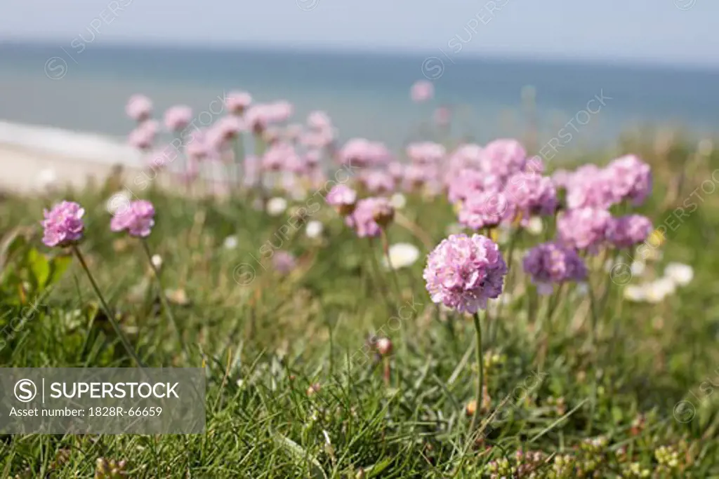 Close-up of Flowers at Beach, Bovbjerg, Jylland, Denmark