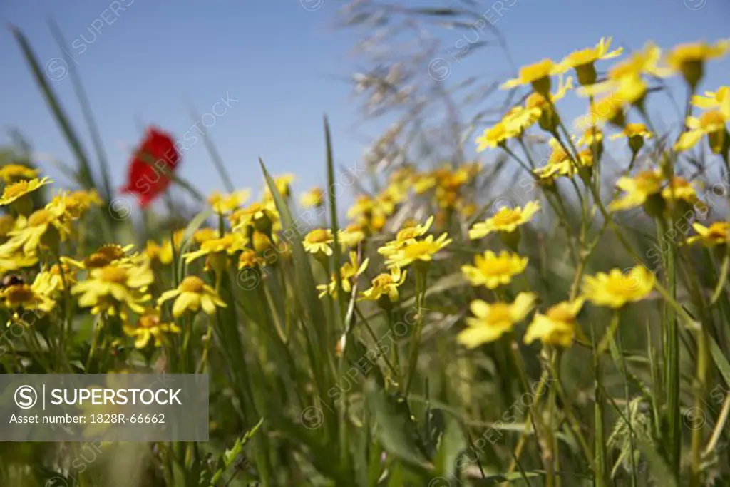 Close-up of Flowers