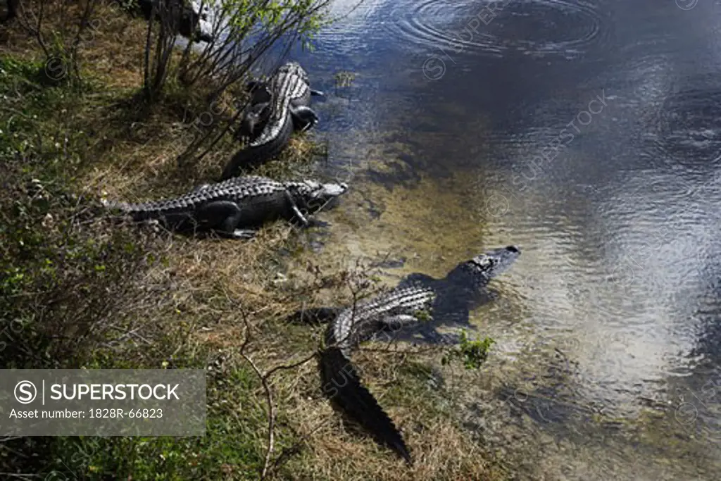 Crocociles in a Stream, Florida, USA