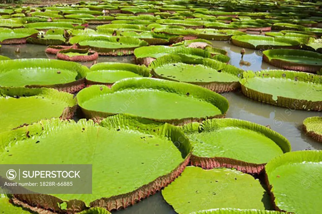 Giant Amazon Water Lillies, Sir Seewoosagur Ramgoolam Botanical Gardens, Mauritius
