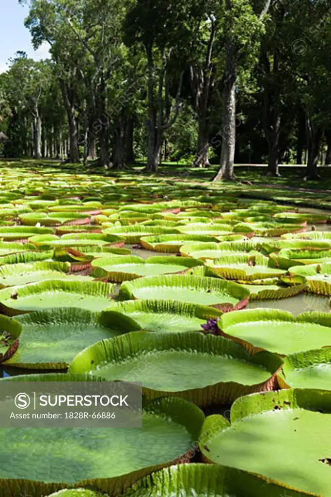 Giant Amazon Water Lillies, Sir Seewoosagur Ramgoolam Botanical Gardens, Mauritius