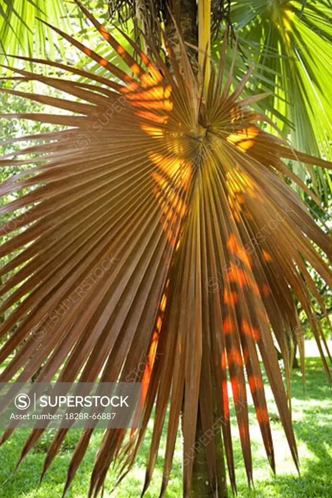 Palm Leaf, Sir Seewoosagur Ramgoolam Botanical Gardens, Mauritius