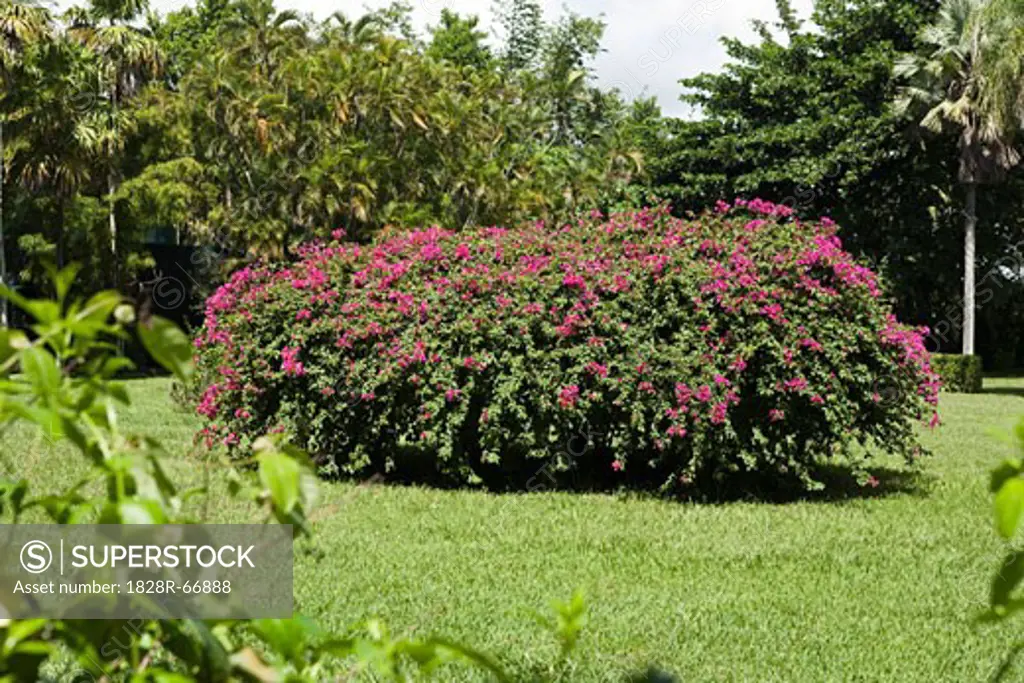 Azalea Bush, Sir Seewoosagur Ramgoolam Botanical Gardens, Mauritius