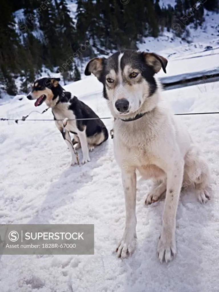 Sled Dogs, British Columbia, Canada