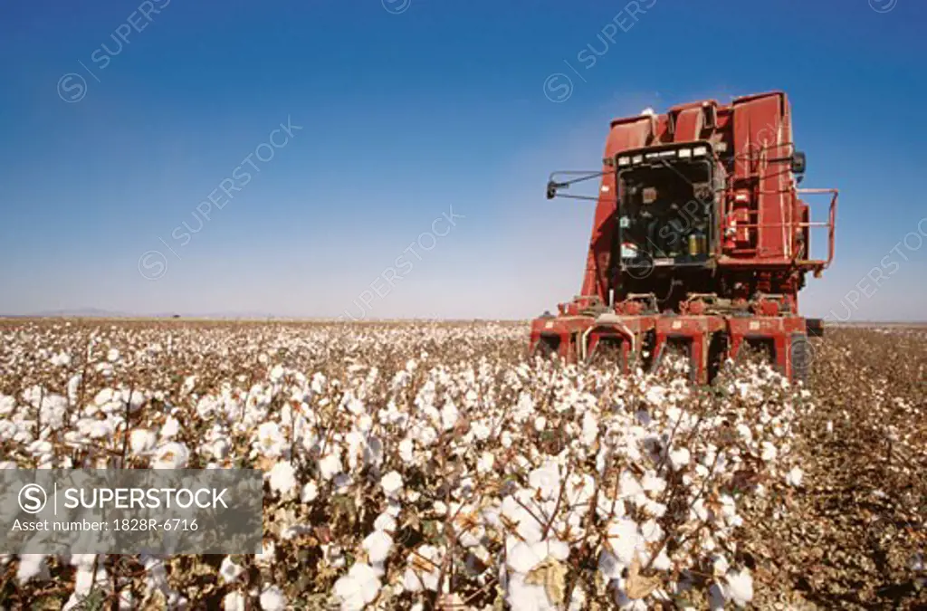 Cotton Harvest   