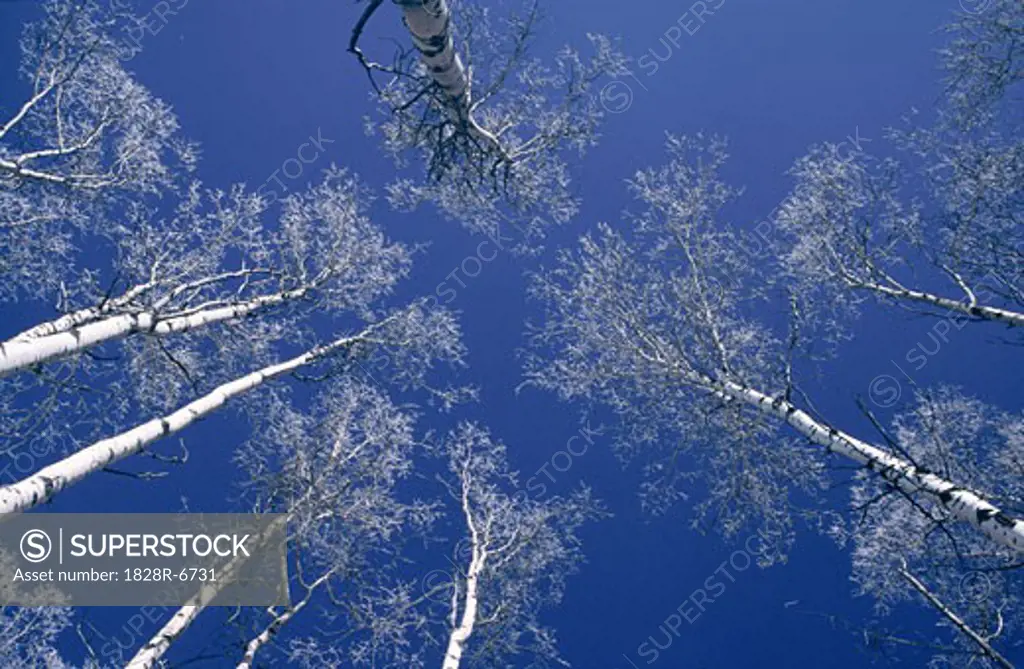 Frost on Trees, British Columbia, Canada   