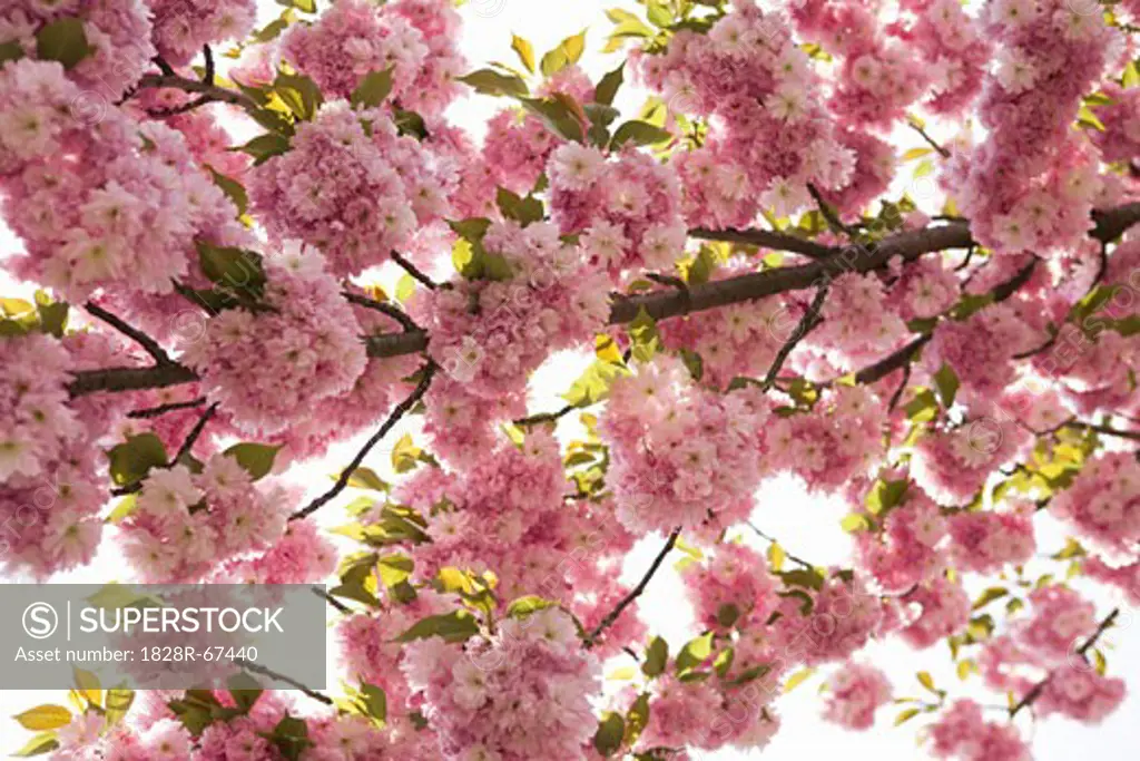 Cherry Blossom Tree, Brooklyn Botanical Gardens, Brooklyn, New York City, New York, USA