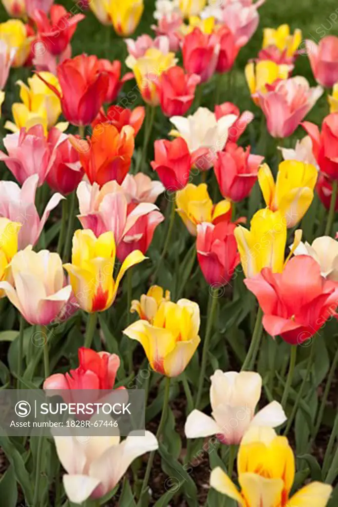 Tulips, Brooklyn Botanical Gardens, Brooklyn, New York City, New York, USA