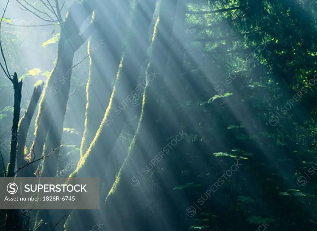 Sunrays in Forest, near Ecola State Park, Oregon, USA   