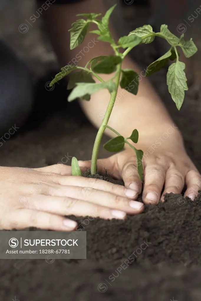 Child Planting Tomato Seedling
