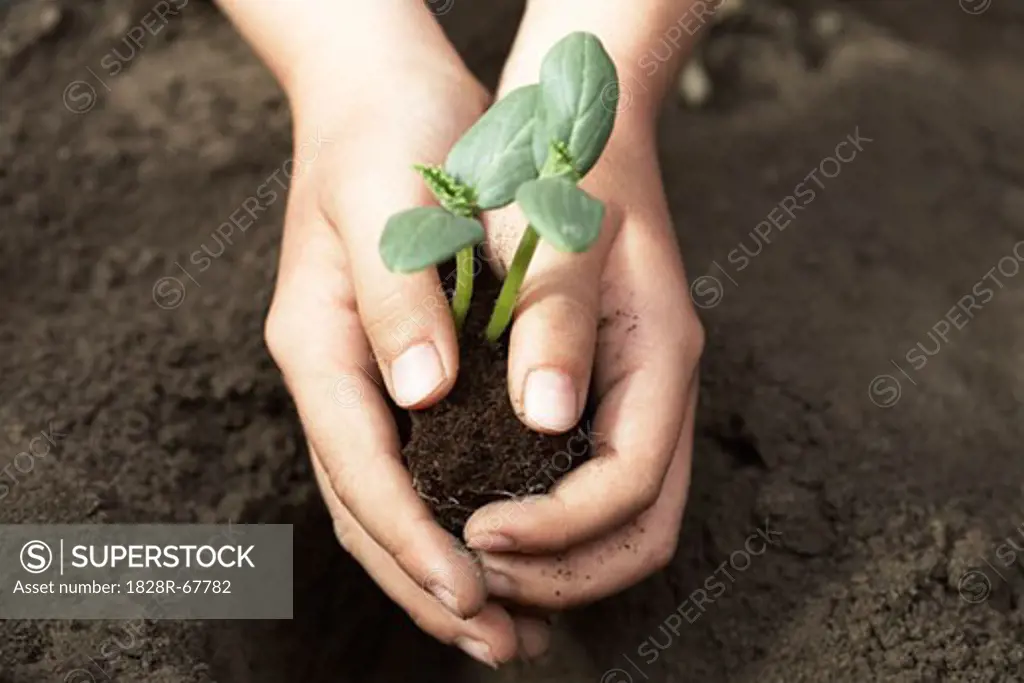 Child Planting Cucumber Seedling