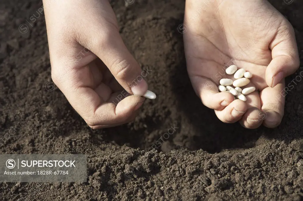 Child Planting Beans
