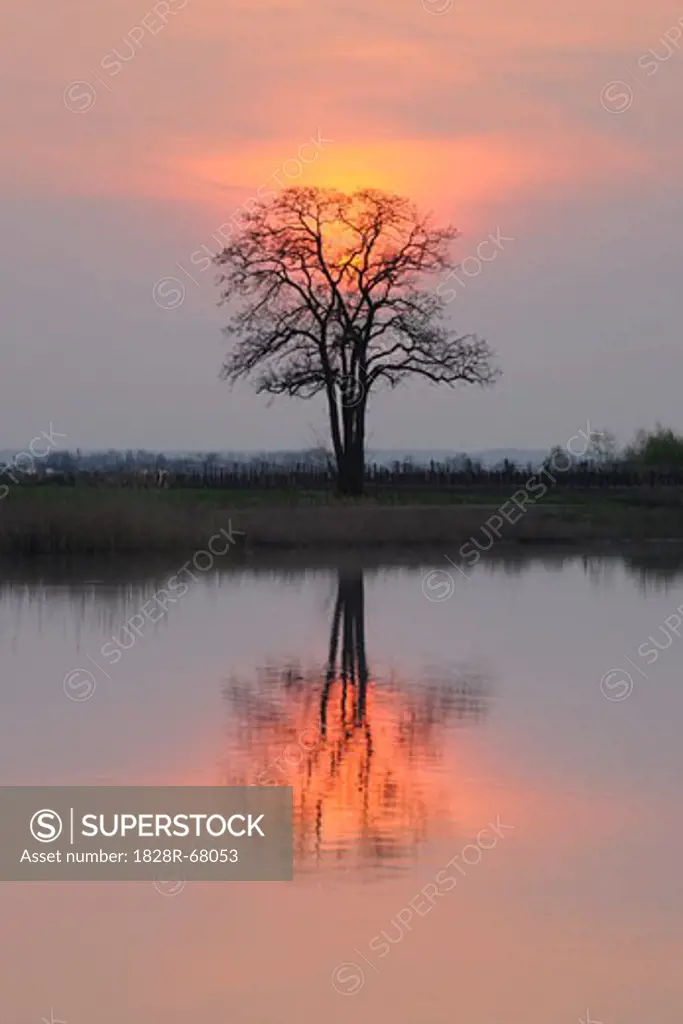 Reflection of Tree in Lake Neusiedl at Sunset, Burgenland, Austria