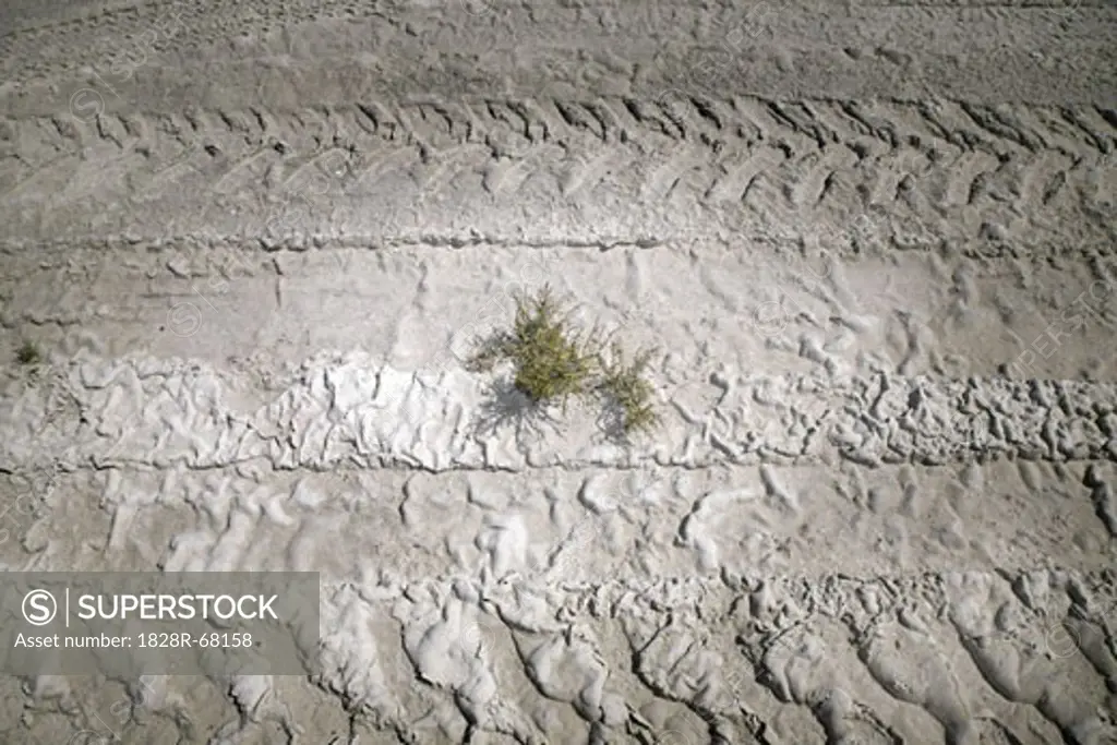 Close-up of Plant and Tire Tracks, Salt Flat, Texas, USA