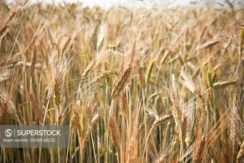 Close-Up of Wheat, Kazimierz, Poland