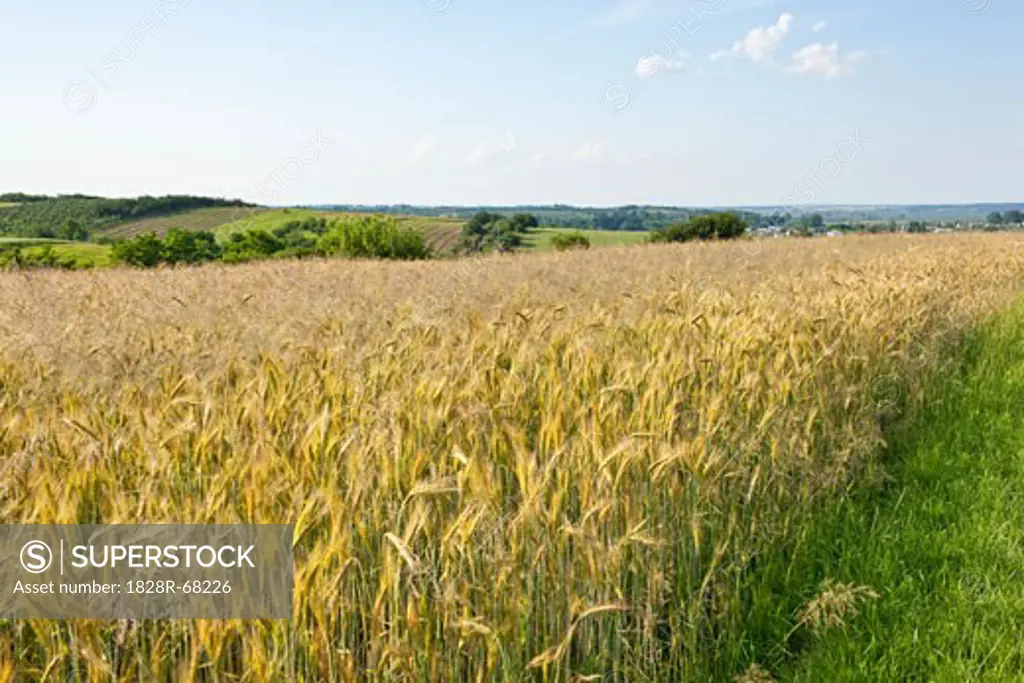 Wheat Field, Kazimierz, Poland