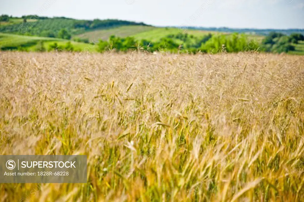 Wheat Field, Kazimierz Dolny, Lublin Province, Poland