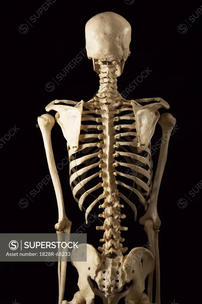 Posterior View of Skeleton