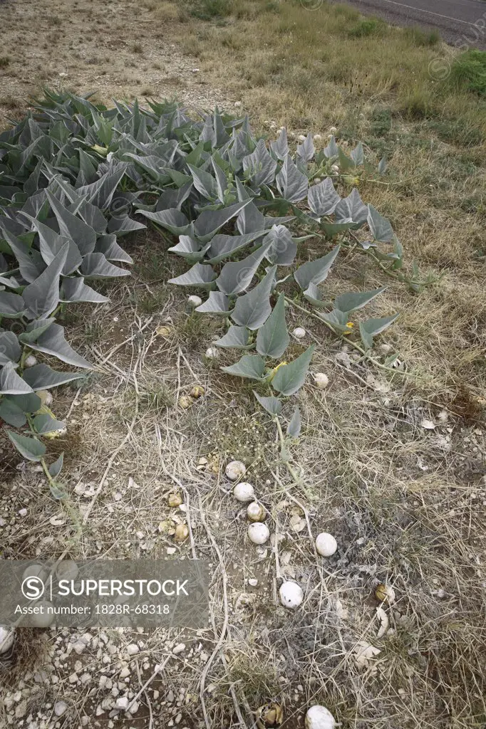 Close-up of Desert Plants, Presidio, Presidio County, Texas, USA
