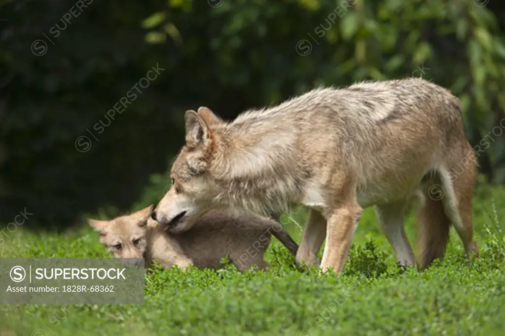 Wolf with Pup